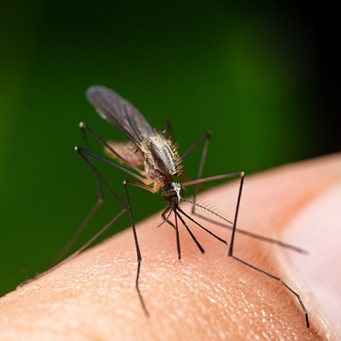 Brungul mygga i närbild sitter på finger och suger blod. Foto