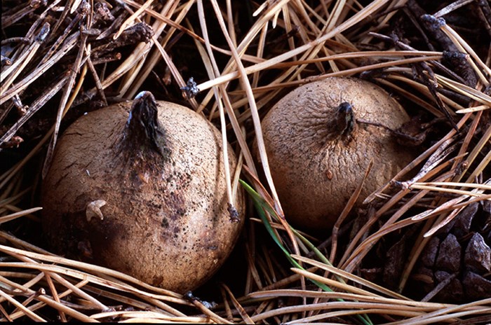 Två bruna, bollformade svampar bland barr. Foto