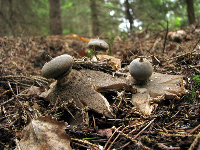 Tre svampar som spruckit upp likt stjärnor med bollar i mitten bland barr på marken. Foto