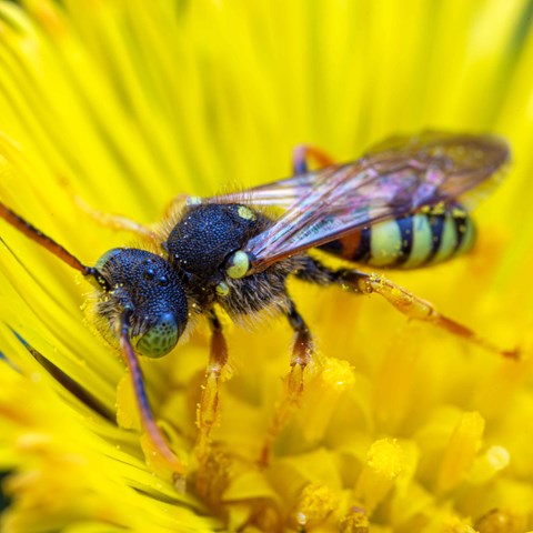 Bi i närbild sitter i gul blomma Foto 