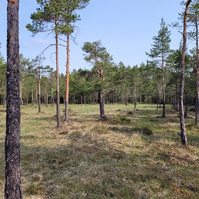 Gräsbeklädd våtmark med enstaka, utspridda träd. Foto