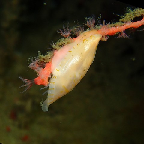 Dykbild av den framgälade marina snäckan "Simnia hiscocki" på röd hornkorall. Foto: Michael Lundin