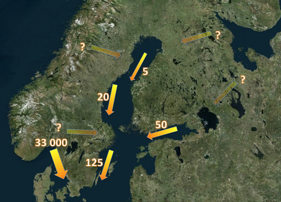 Kartan visar ungefärligt medelantal individer per höst av tretåig mås som passerar Sveriges och Finlands kuster. Pilarna anger den huvudsakliga sträckriktningen.