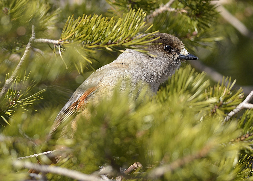 Lavskrika Perisoreus infaustus är en boreal fågelart och skogsspecialist som har påverkats av modernt skogsbruk. Foto: Ute Bradter