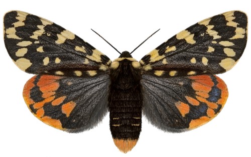 fjäril från ovansidan med svart, vitt och orange på vingarna. Illustration