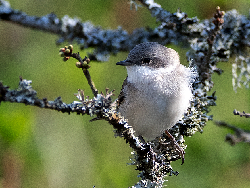 Fågel med grå hjässa och vitt bröst sitter på gren. Foto.
