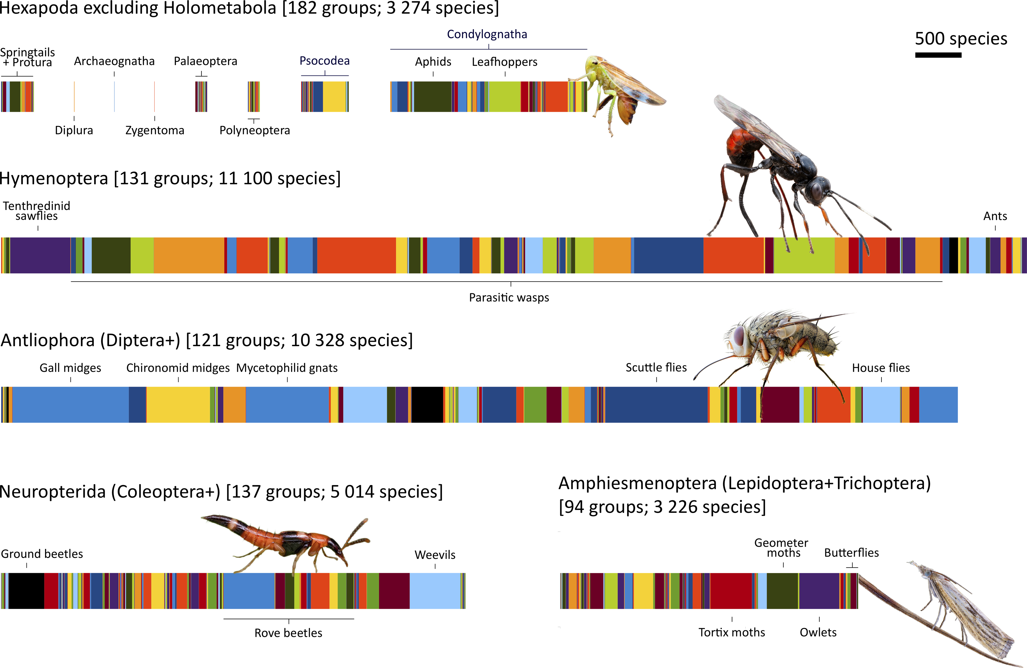 Tabeller med bilder på insekter. Illustration