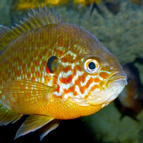 Profilbild på orangeröd fisk i vatten. foto