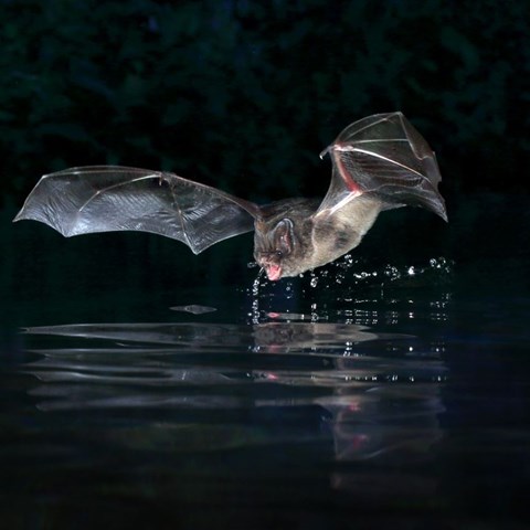 Fladdermus flyger över stilla vatten i mörker. Foto