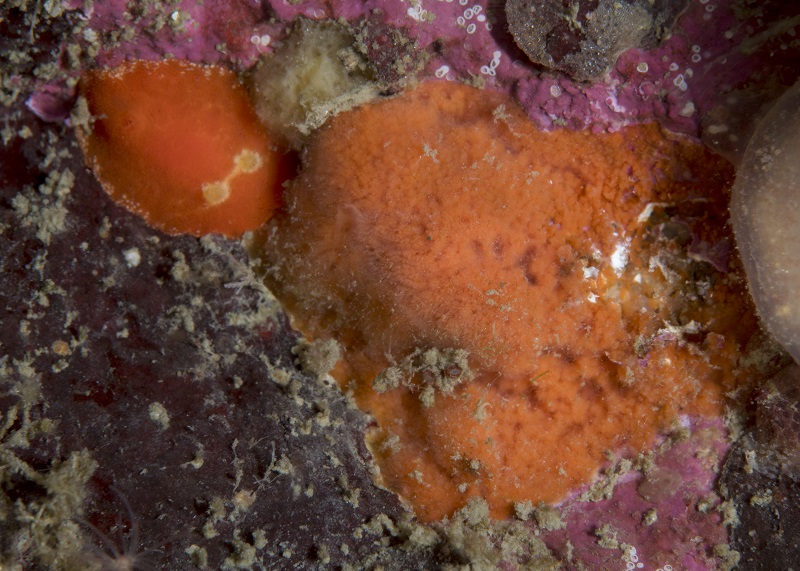 Röd nakensnäcka på lila svampdjur. Foto