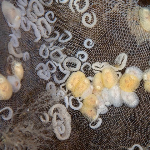 Vita nakensnäckor på finmaskigt nät under vatten. Foto
