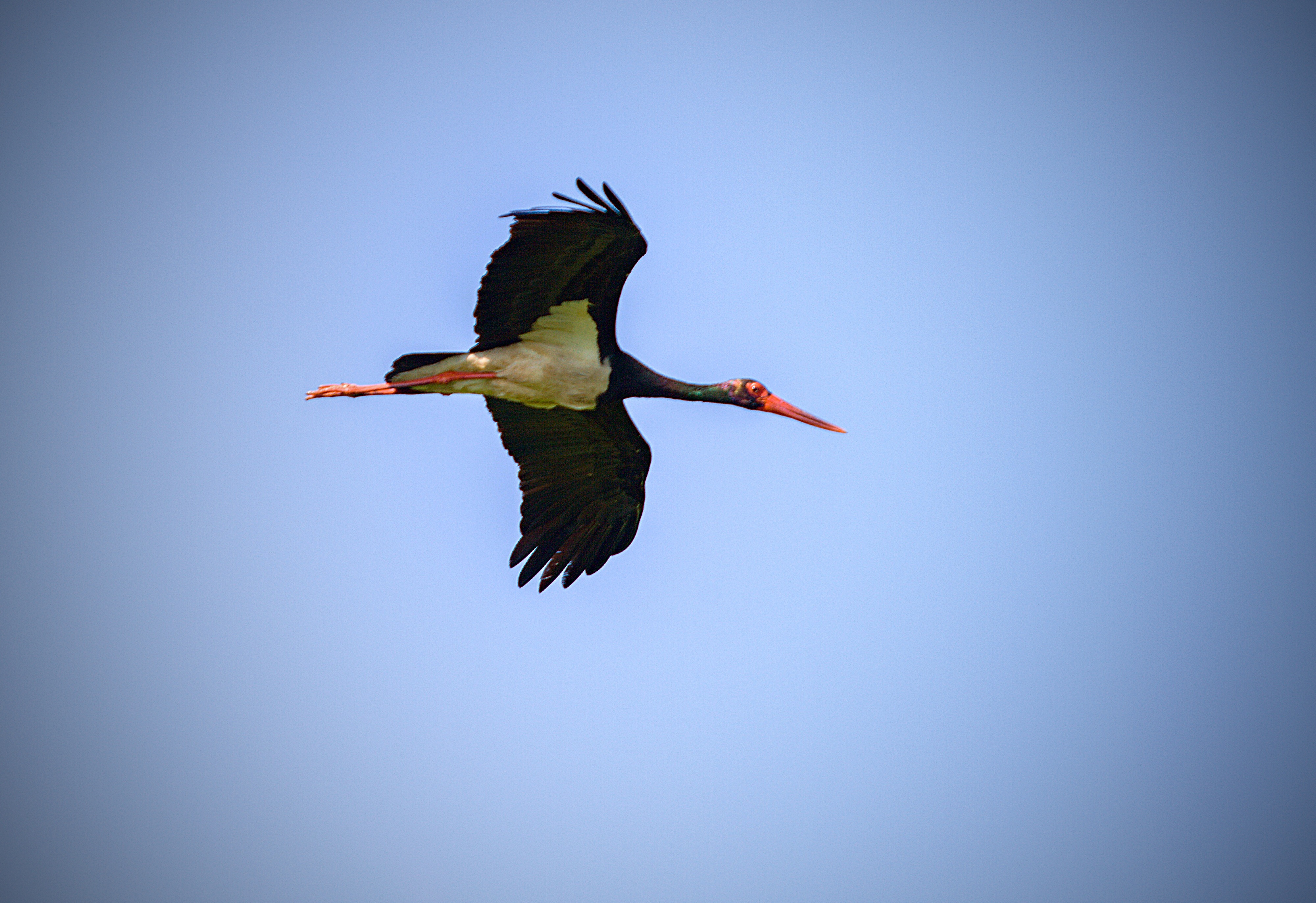 En svart fågel med vit buk, orange näbb och ben flyger mot himlen. Foto