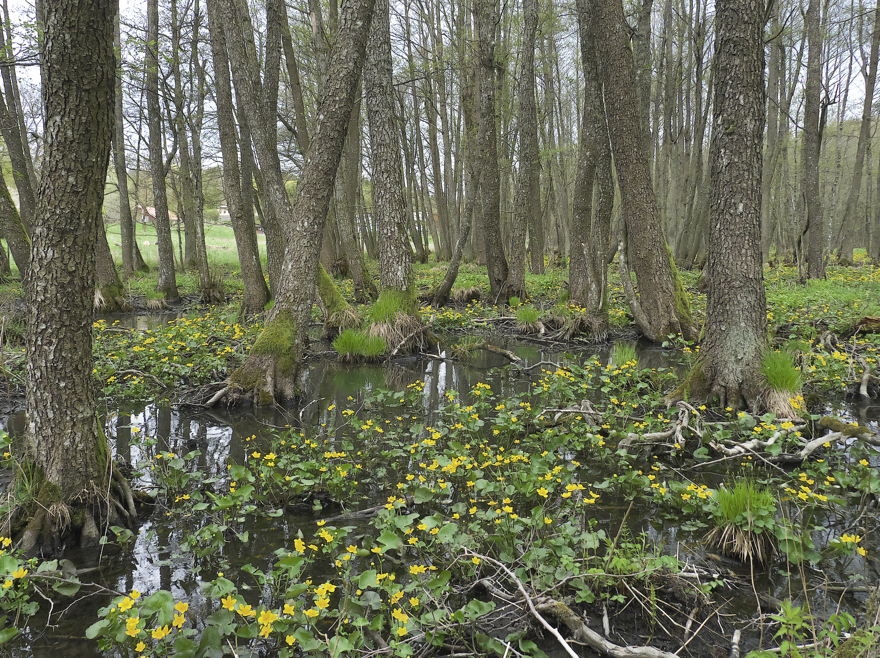 gröna blad flyter på vatten runt trädstammar. Foto