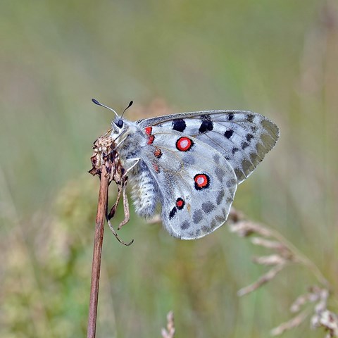 Blågrå fjäril med röda prickar sitter på ett gräs. Foto