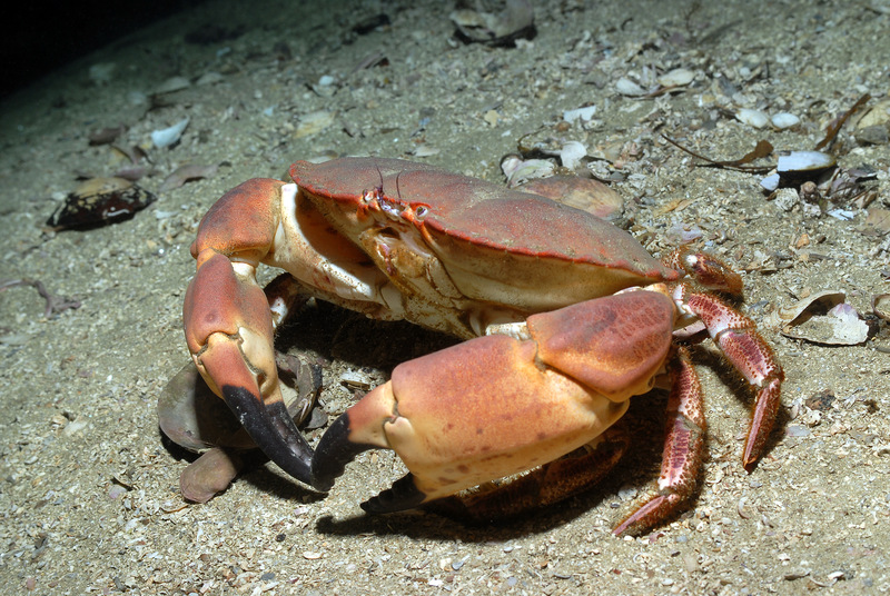 Rödaktig krabba ligger på sandig botten. Foto