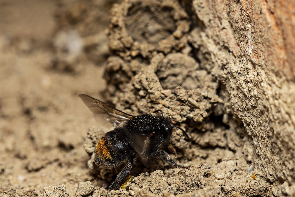 bi ligger på jordig mark. Foto