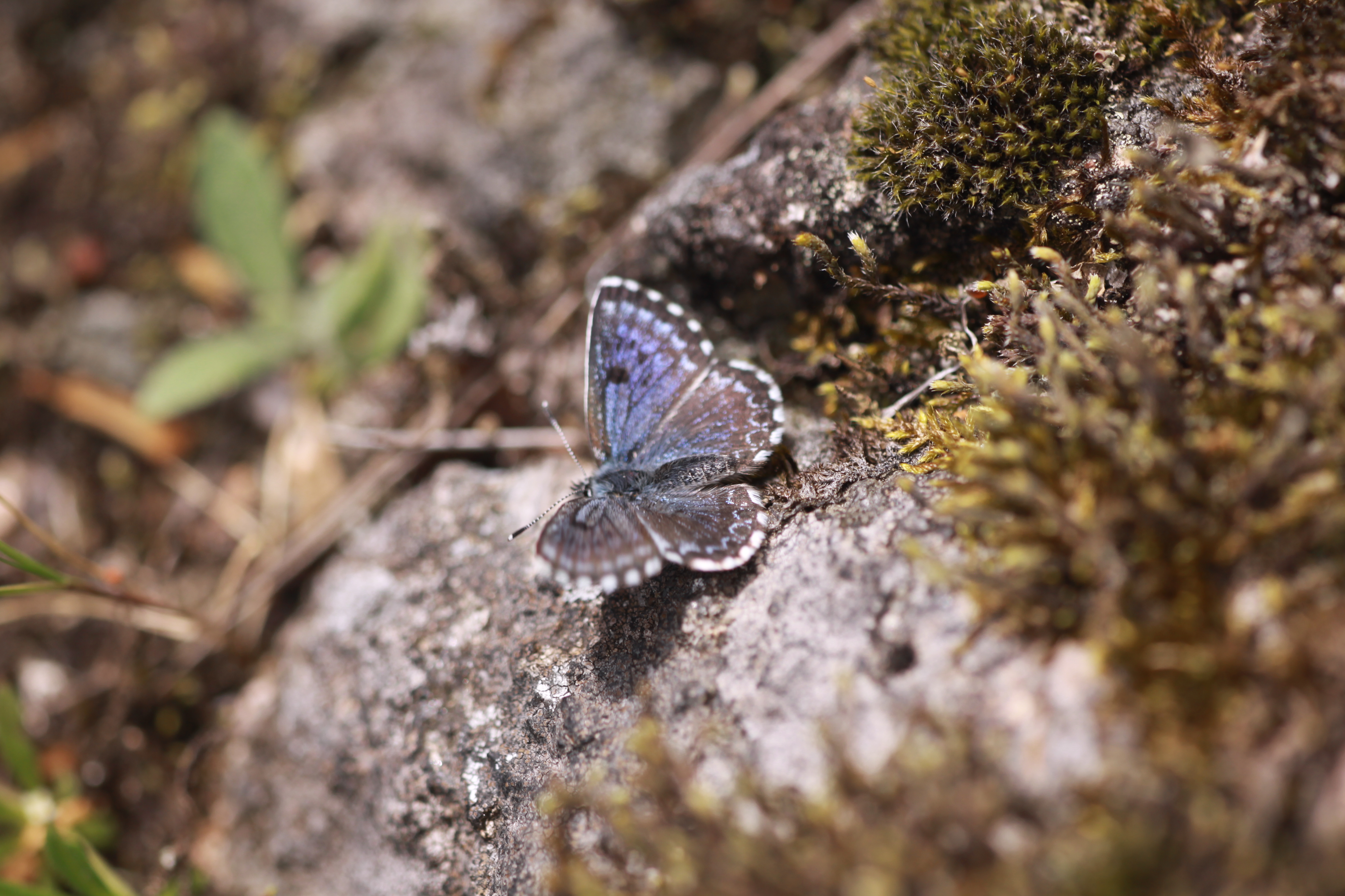 Blågrå fjäril sitter på sten. Foto