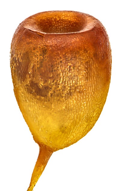 Orange brun gul kapsel från kakmossa. Illustration