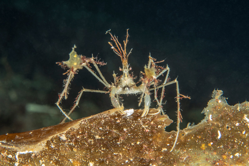 Krabba med tunna ben går på sandig botten. Foto