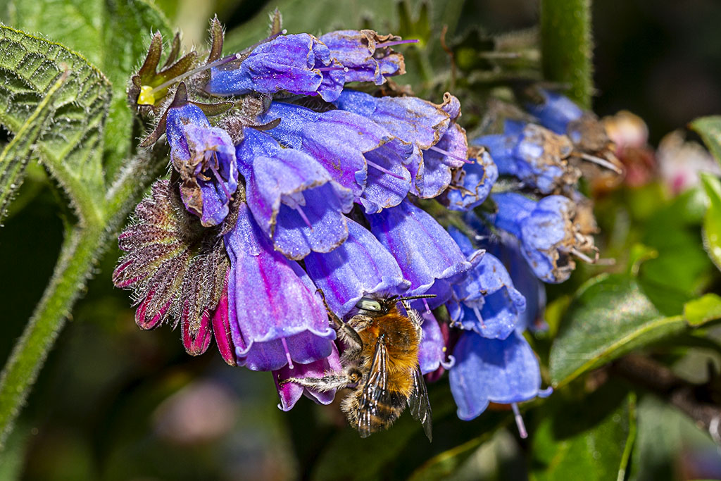 Ett bi hänger underifrån i en lila blomklocka. Foto