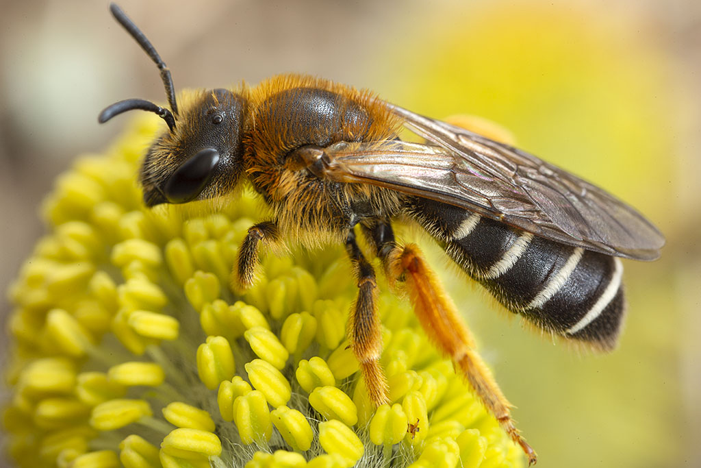 Närbild på ett bi med randig kropp som sitter på en gul blomma. Foto