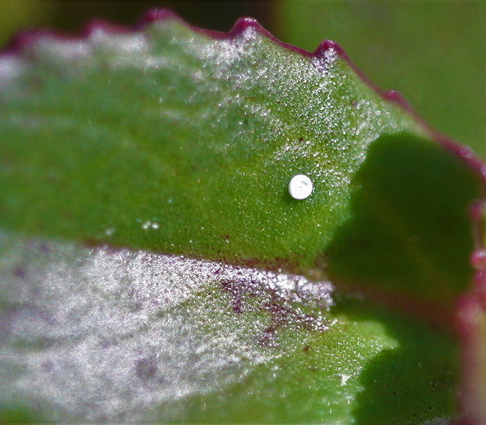 Grönt blad i närbild med ett litet vitt ägg. Foto