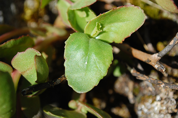 Gröna tjocka blad på växt med en liten vit prick på, ett ägg. Foto