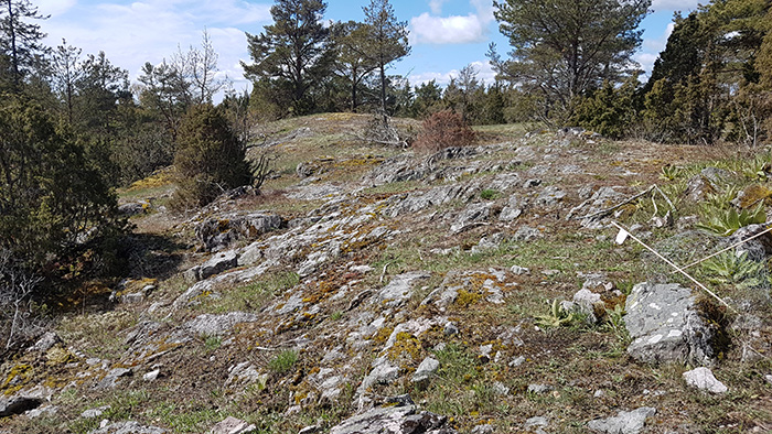 Sluttande, bergig sten- och hällmark omgiven av barrträd. Foto