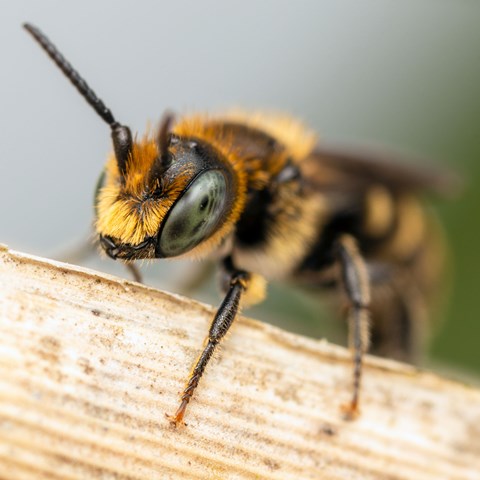 Framkroppen på ett randigt bi. Foto