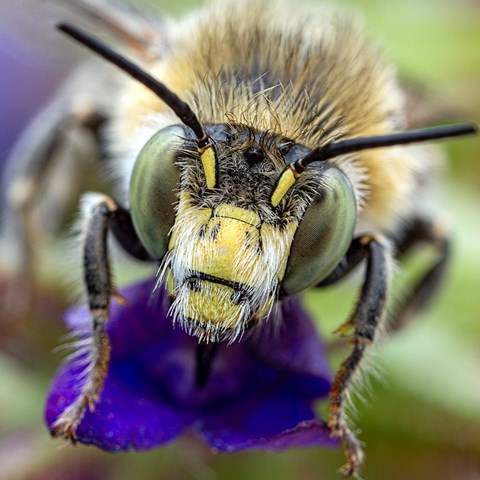 Ett bi sett framifrån sitter på en lila blomma. Foto