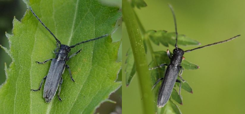 Två svarta liknande skalbaggar på gröna blad. Foto