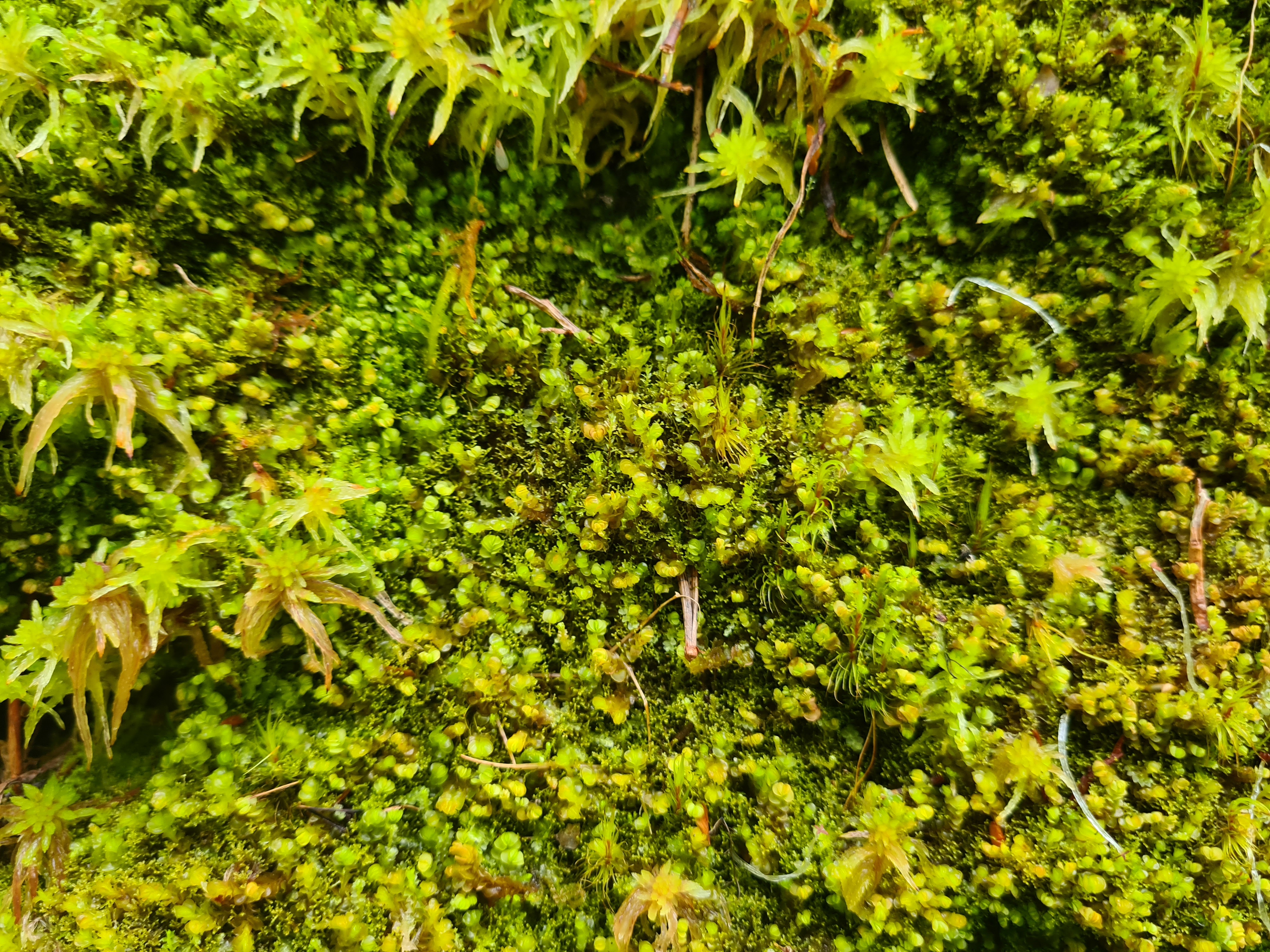 Grön mossa i närbild Foto