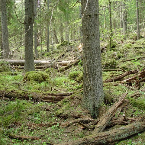 Barrskog med liggande stammar. Foto