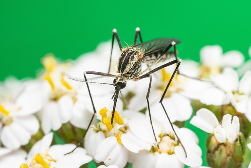 Svart mygga  i närbild med vitt mönster sitter på vita blommor. Foto