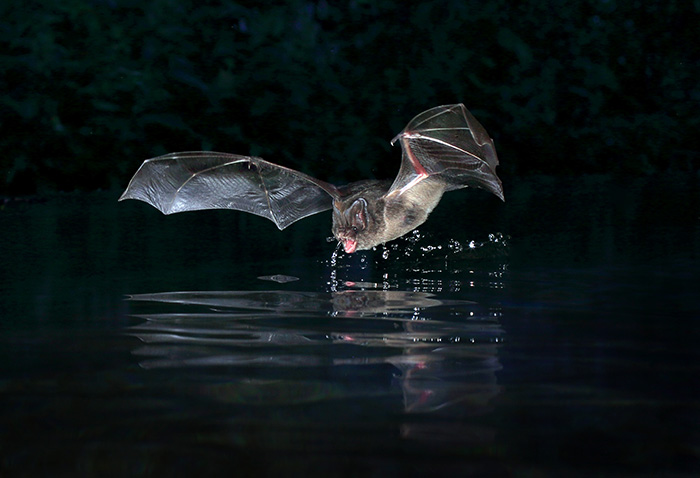 Fladdermus flyger längs vattenytan i mörker och dricker så att vatten kastas upp ovanför ytan. Foto