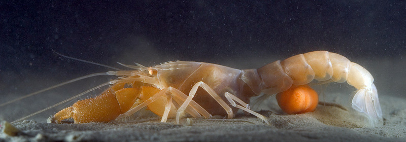 Kräftdjur i profil på sandbotten med synlig, orange äggsamling under bakkroppen. Foto