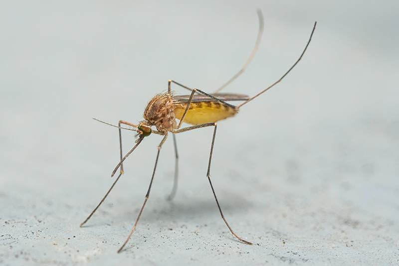 Gul, brun och orange mygga i närbild står på grått underlag. Foto