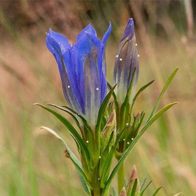 Växt med uppåtriktade blad, vita små ägg och två synliga, blå blommor i toppen,. Foto