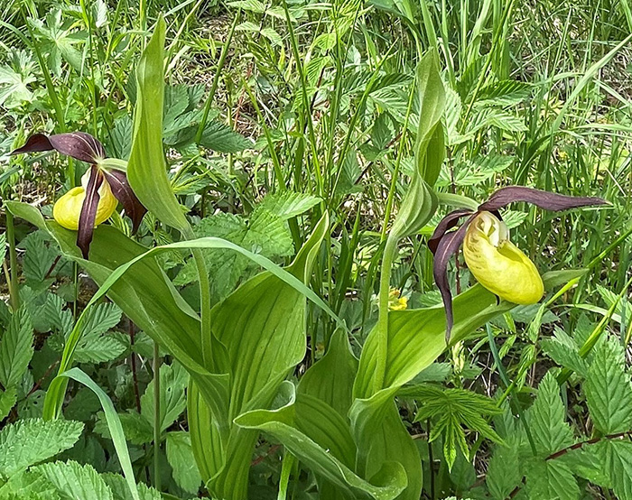 Två gula, stora orkidéer i grön växtlighet. Foto 