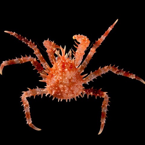 Taggig, röd krabba med utsträckta ben sett ovanifrån mot svart bakgrund. Foto