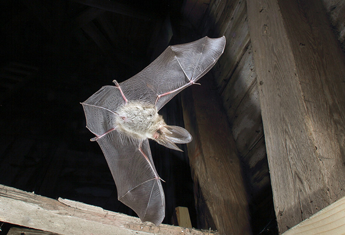 Fladdermus sedd underifrån flyger med utsträckta vingar och ser ljus ut i kamerablixten. Foto