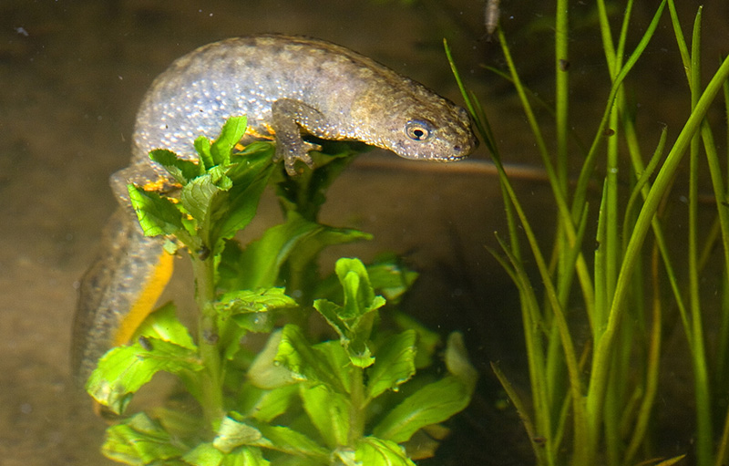 Brunaktig salamander som är gul undertill vid grön växt under vattnet. Foto