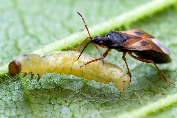 Brun-svart bagge står med frambenen på grön larv på blad. Foto