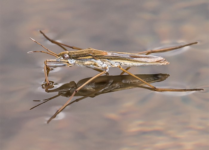 Insekt med utsträckta ben på vattenytan. Foto