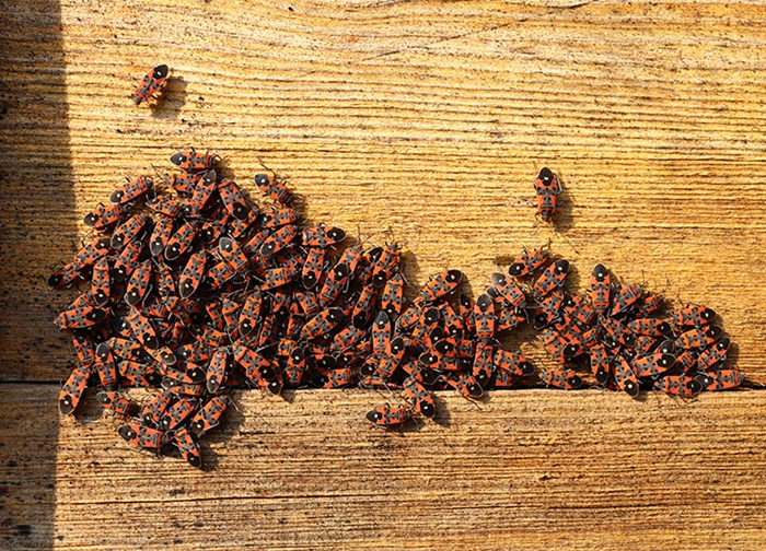 Stor ansamling av insekter med röd och svart teckning på träplank. Foto
