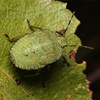 Grön, bladliknande insekt sitter på grönt blad. Foto