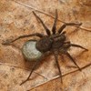 Mörk, hårig spindel på ett torrt blad. Foto