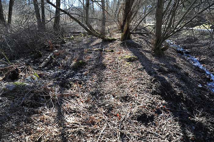 Öppen, skuggig markyta i skogen täckt med grå kvistar och löv. Några röda svampar sticker upp. Foto