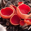 Grupp av skålliknande svampar med röd inneryta på marken. Foto
