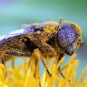 Insekt full av gul pollen som sitter på en gul blomma